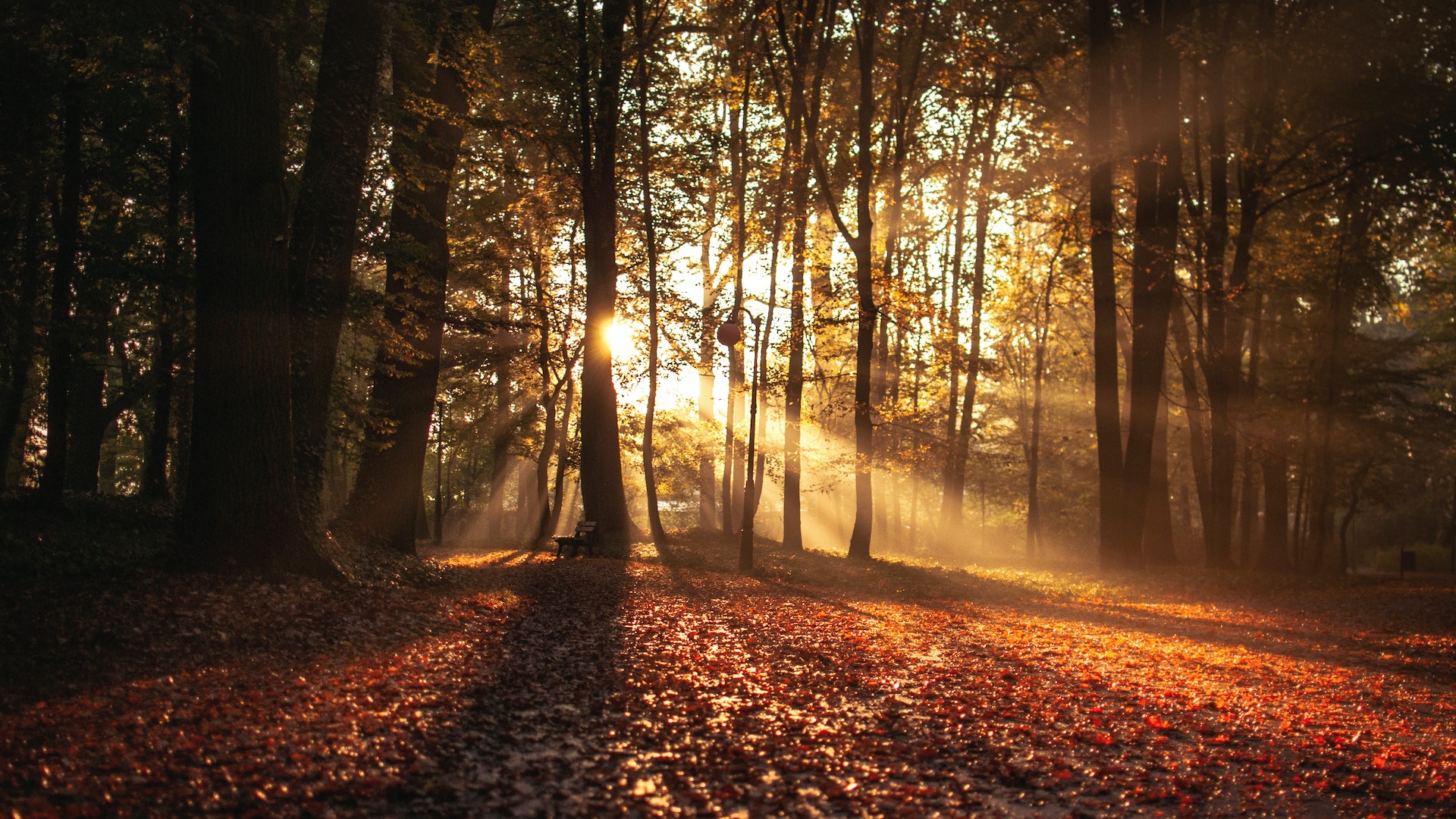 Grid 1: Wald